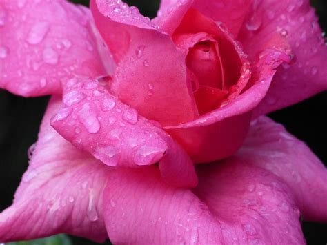 Water Drops Pink Rose Petals Free Image Download