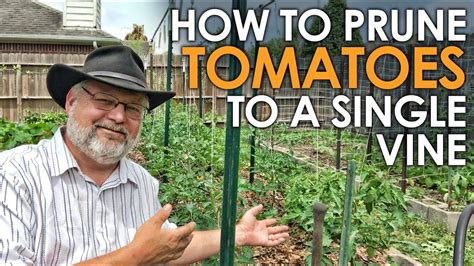 How To Prune Tomatoes To A Single Vine Black Gumbo YouTube