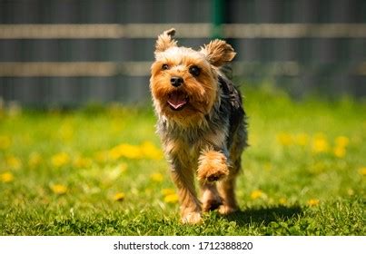 Do Yorkies Like Running