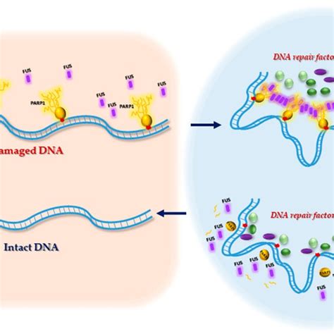 A Schematic Diagram Of Exon Structure Of The FUS Gene And Domain