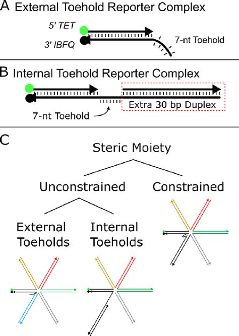 Reporter and multi-arm complex representations. (A) Base external ...