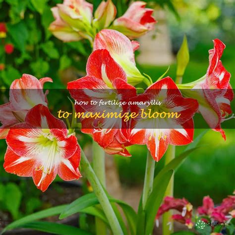 Maximizing Amaryllis Blooms A Guide To Proper Fertilization Shuncy