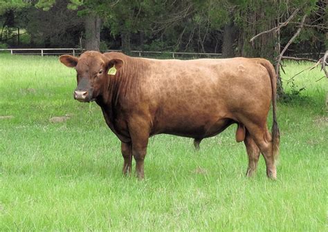 Red Angus Bulls For Sale | Falster Farm on Pasture 365