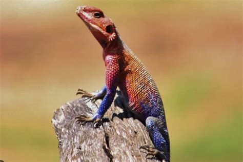 15 Incredible Red Lizards: The Beauty of Diversity