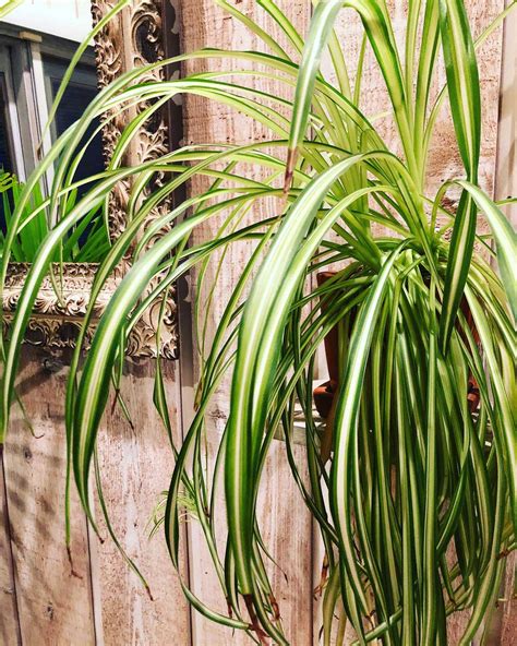 Why My Spider Plant Has Brown Tips at Greg Booth blog