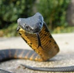 Tiger Snake - Snake Facts