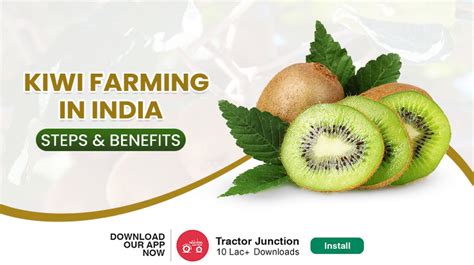 Kiwi Fruit Farming in India - Steps, Benefits & Net Profits