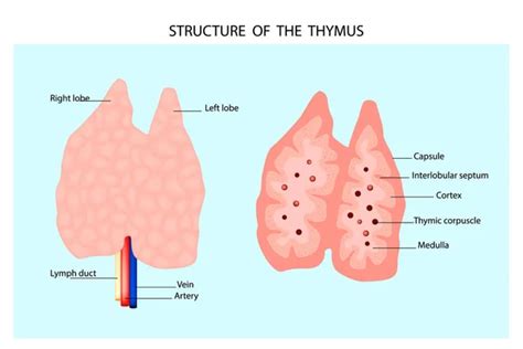 Thymus Gland Labelled Diagram