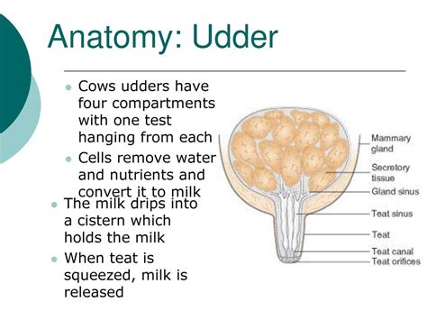 Cow Udder Anatomy - Anatomical Charts & Posters