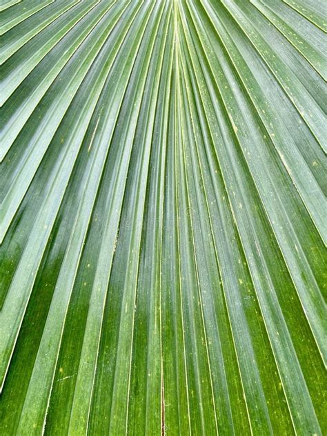 Tropical Palm Leaf In Closeup Stock Image Image Of Peace Leaf