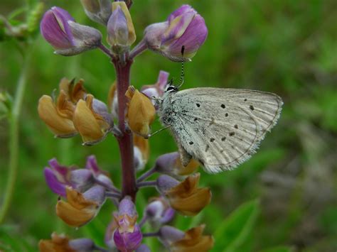 Fender’s Blue Butterfly - Institute for Applied Ecology