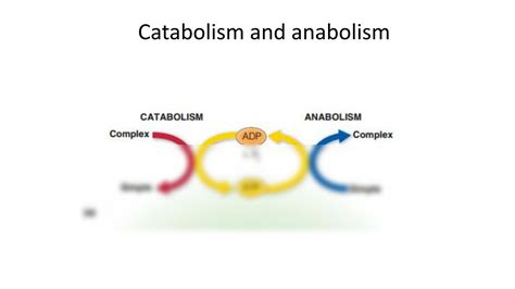 SOLUTION Carbohydrates Metabolism Autosaved Studypool