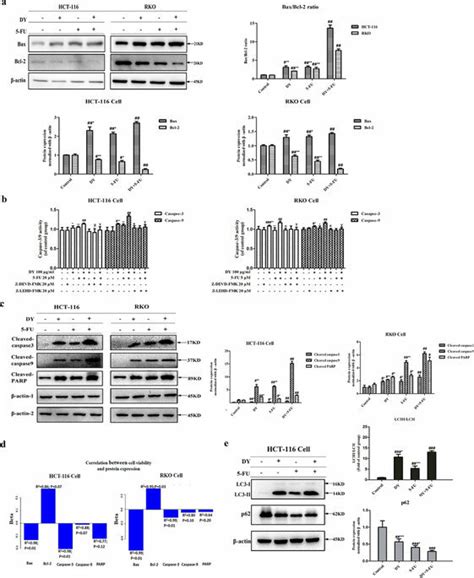 DY Promoted 5 FU Induced Apoptosis Via A Caspase Dependent Apoptosis