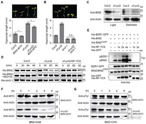 Plant Cell 中科院华南植物园侯兴亮研究组利用y2h等互作技术揭示nf Ycs负调控br介导拟南芥的光形态建成分子机制 南京维百瑞检测技术有限公司