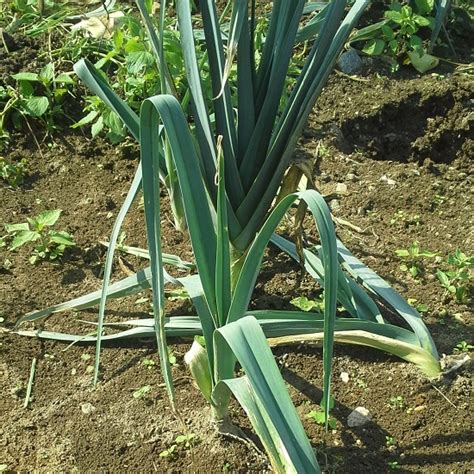 leek varieties – Sustainable Market Farming