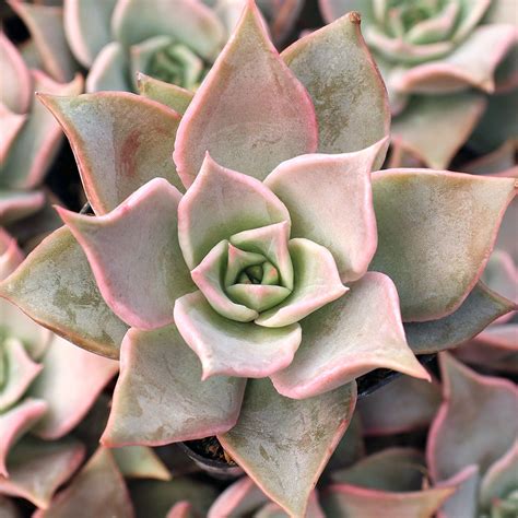 Echeveria 'Madiba' | Mountain Crest Gardens™