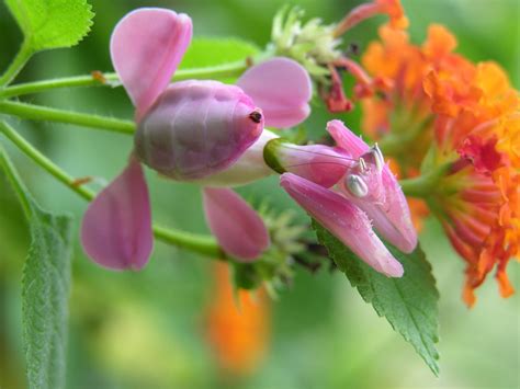 Walking Orchid Mantis Hymenopus Coronatus Also Called H Flickr