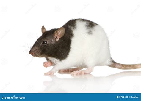 coloured panda rat stock photography cartoondealercom