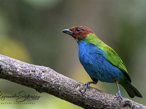 Bay Headed Tanager Una Tanagra Espectacular Bay Headed Ta Flickr