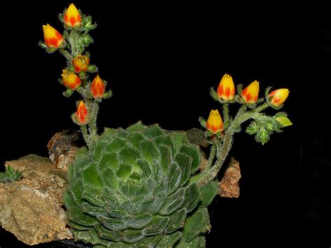 Echeveria Setosa Mexican Firecracker World Of Succulents