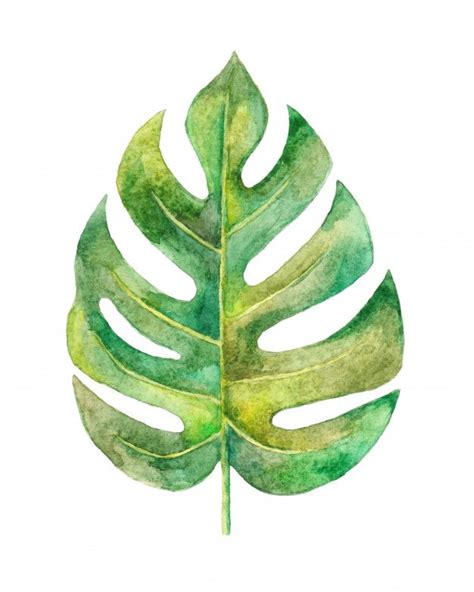 Ilustração de folha monstera aquarela pintada à mão Foto Premium