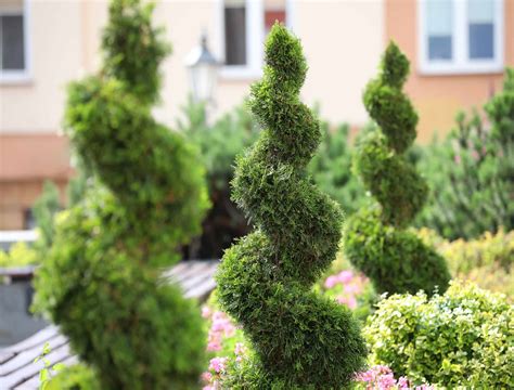 6 Topiary Plants To Add To Your Landscape Backyard Boss