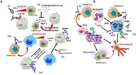 Targeting Of Macrophages And Neutrophils In Ovca A Several Download Scientific Diagram