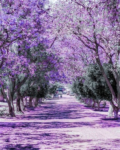 Jacarandas En Jiquilpan De Ju Rez Michoac N M Xico Turismo