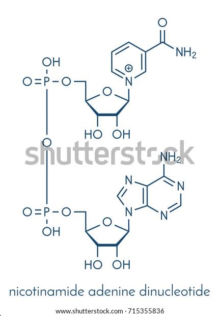 Nicotinamide Adenine Dinucleotide Nad Coenzyme Molecule Stock Vector