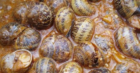 Caracol Col Col Saca Los Cuernos Al Sol Que Tu Madre Y Tu Padre