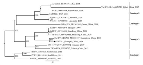 Phylogenetic Tree Was Constructed By The Near Full Genome Of Avian