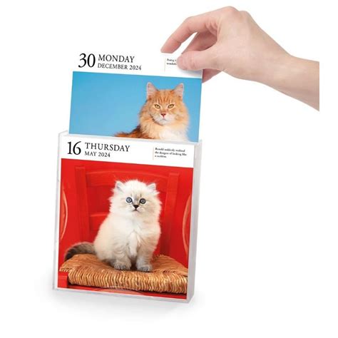 Cat Page A Day Gallery Calendar By Workman Calendars Waterstones