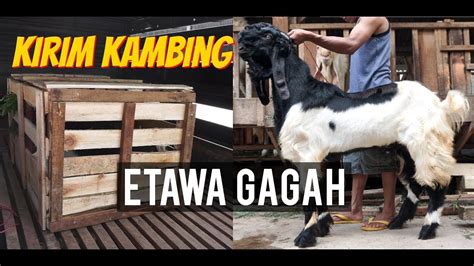 Pengiriman Kambing Etawa Kaligesing Tujuan Blitar Maret Youtube