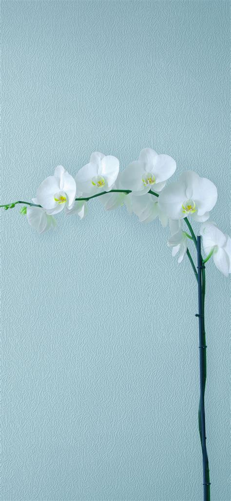 White Orchid Wallpaper