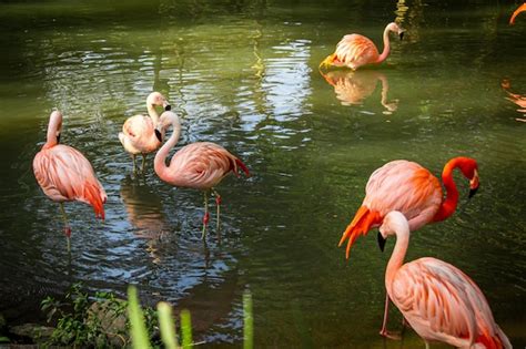 Premium Photo Various Flamingo Birds In The Lake