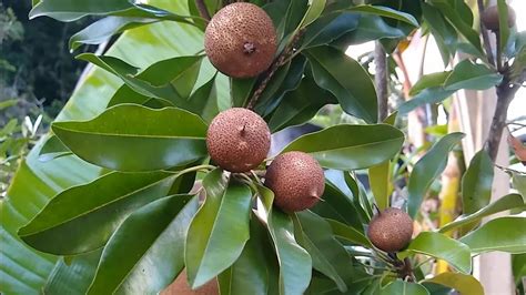 Frut Feras Produzindo Em Vaso Jabuticaba Escarlate Branca Vinho Pera