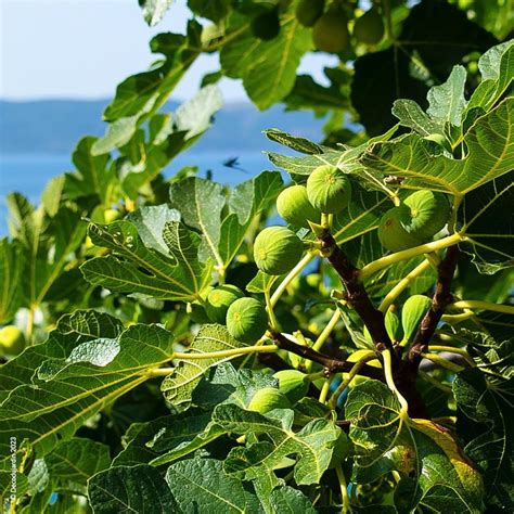 Figuier Ficus Carica Figue Blanche Déco du Jardin à Reims