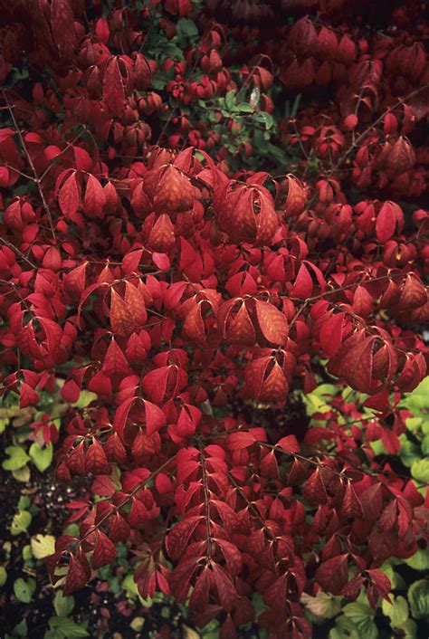 Burning Bush Euonymus Alatus Compacta Photograph By Adrian Thomas