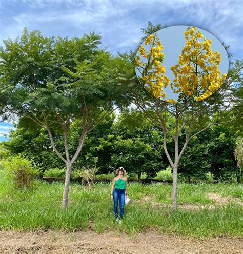 Árvores Adultas Palmeiras Plantas para paisagismo Árvores grandes