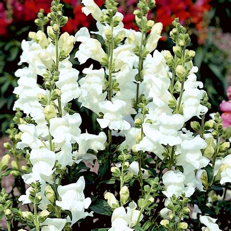 Grote Leeuwenbek Wit Antirrhinum Majus Zaden Garden Seeds