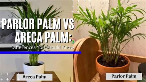 Areca Palm Propagation: A Step By Step Guide For Beginners!