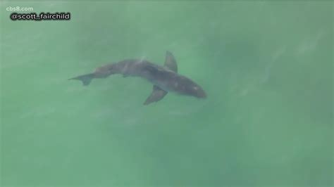 Drone Photographer Captures Juvenile White Sharks And Surfers