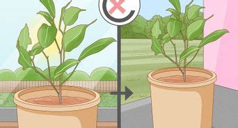 Cómo cuidar un ficus 10 Pasos con imágenes wikiHow