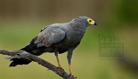 African Harrier Hawk Uganda Polyboroides Typus” Uganda Birding