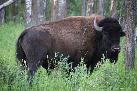 Discovering Wildlife At Elk Island National Park In Alberta World