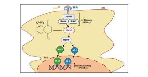 Naphthoquinone Is A Potent Inhibitor Of Irak Kinases And The