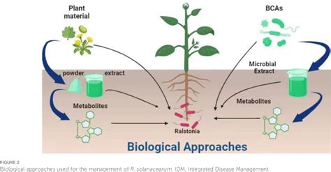 Figure 2 from Ralstonia solanacearum – A soil borne hidden enemy of ... 