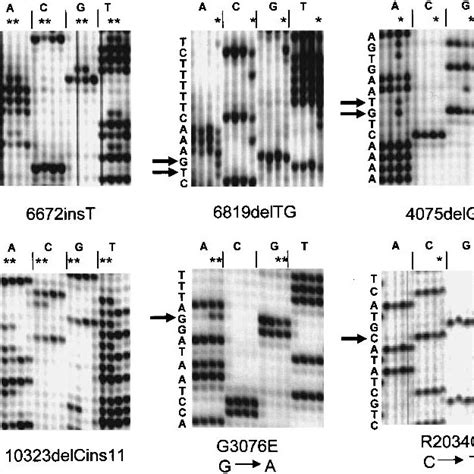Mutations and unclassified variants in the BRCA2 gene* | Download Table 