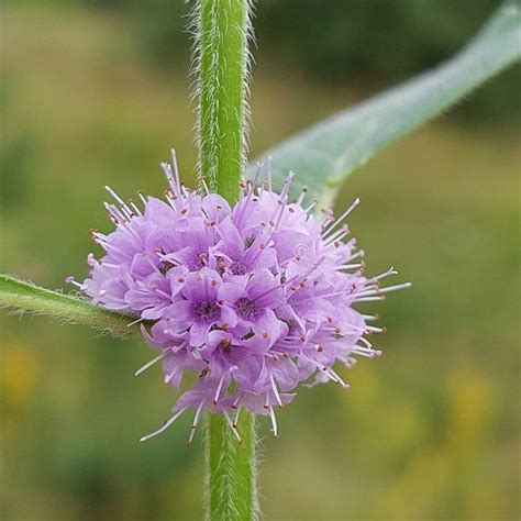 Mentha Arvensis Stock Image Image Of Arvensis Nature 255551757