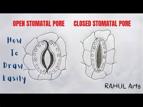 How To Draw Open And Closed Stomatal Pore Stomata Diagram How To